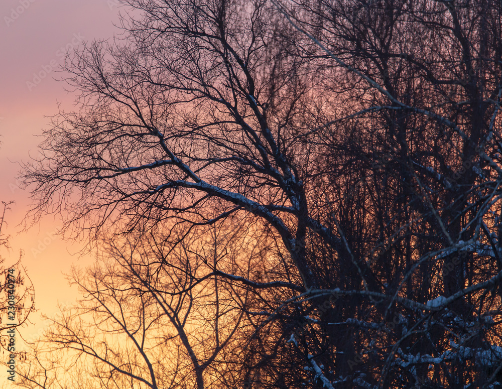 Naked branches on a tree against a sunset sun Naked branches on a tree against a sunset sun