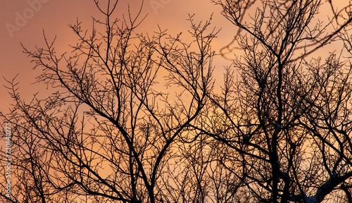 Naked branches on a tree against a sunset sun © schankz