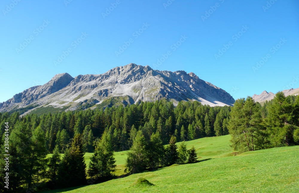 picturesque summer mountain landscape in the Swiss Alps near Savognin with green meadows and forest and rocky mountain peaks behind under a blue sky