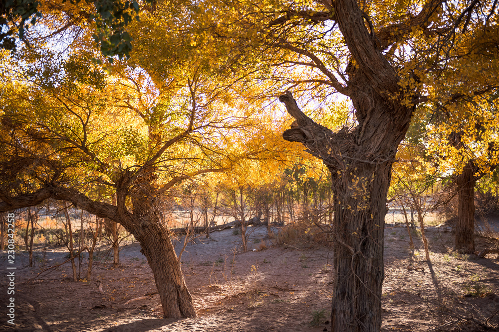 Populus euphratica with golden leaves in dessert under blue sky in autumn in Ejinaqi, inner-Mongolia China. Populus euphratica with golden leaves in dessert under blue sky in autumn in Ejinaqi, inner-Mongolia China.