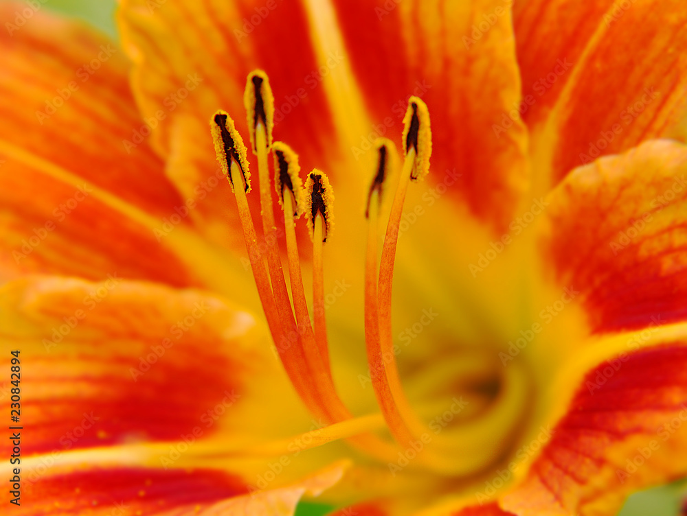 A flower closeup