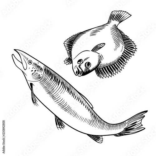 seafood set with salmon and flounder hand drawn illustration. vector illustratin can be used for creating logo, emblem, prints, menu, web and other crafts