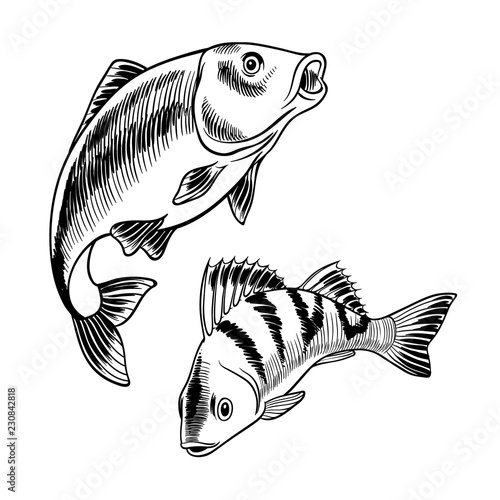 seafood set with carp and perch hand drawn illustration. vector illustratin can be used for creating logo, emblem, prints, menu, web and other crafts