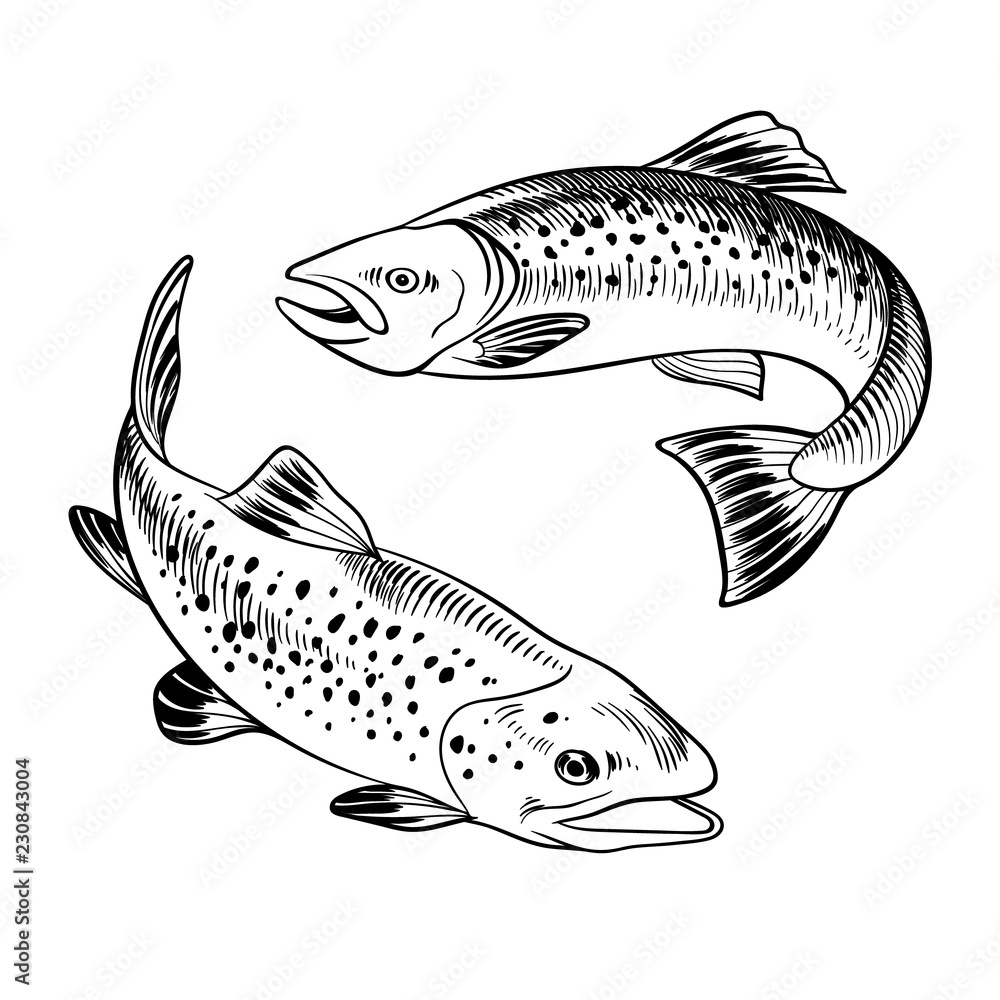 Fototapeta premium seafood set with trout hand drawn illustration. vector illustratin can be used for creating logo, emblem, prints, menu, web and other crafts