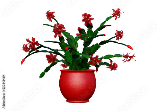 3D Rendering Christmas Cactus on White photo