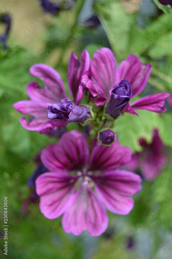 Schönheit, Schöpfung