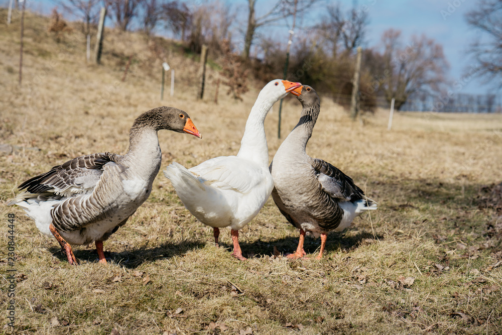 Drei Gänse auf Bauernhof Drei Gänse auf Bauernhof