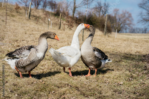 Drei Gänse auf Bauernhof