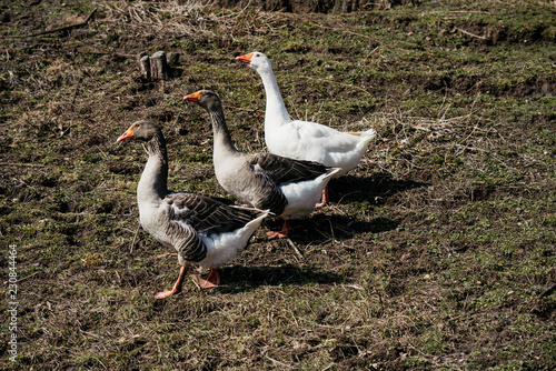 Drei Gänse im Gleichschritt