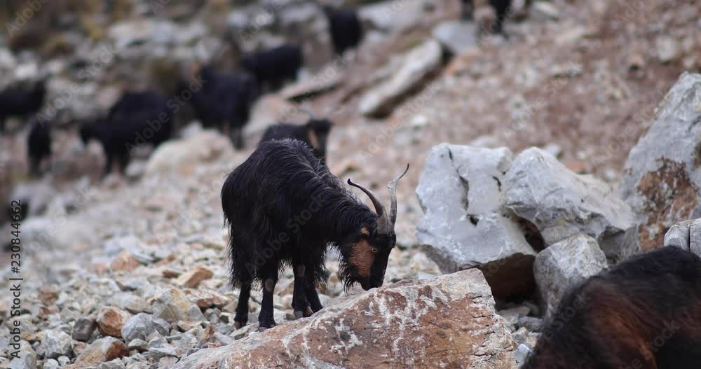 Eating ibex on the mountain