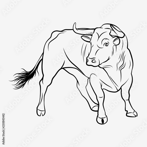 Vector Bull. A outline illustration on a white background. Corrida bull. Toro