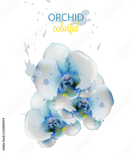 Blue orchid flowers watercolor isolated Vector. Delicate floral decorations