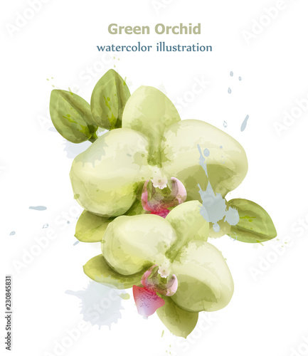Orchid flowers watercolor isolated Vector. Delicate floral decorations