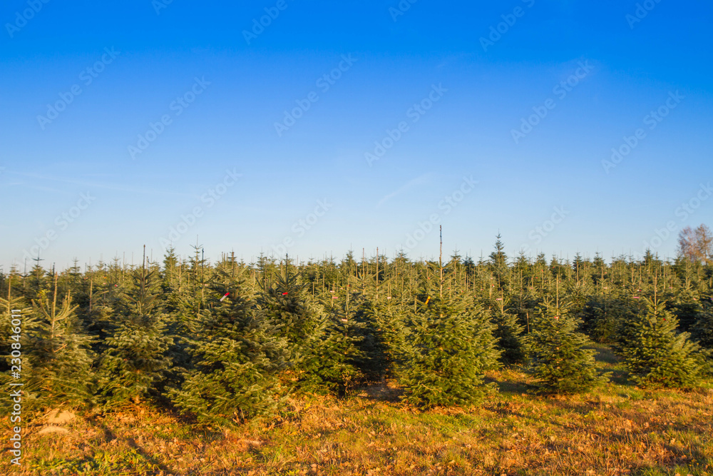 Fototapeta premium Plantation of coniferus trees - Christmas trees nursery