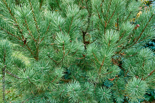 The texture of the branches with evergreen needles of the mountain pine Pumilio. .Nature concept for design photo