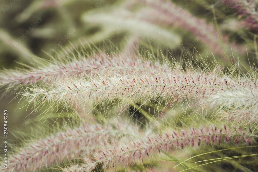 close-up and soft focus on grass flower close-up and soft focus on grass flower