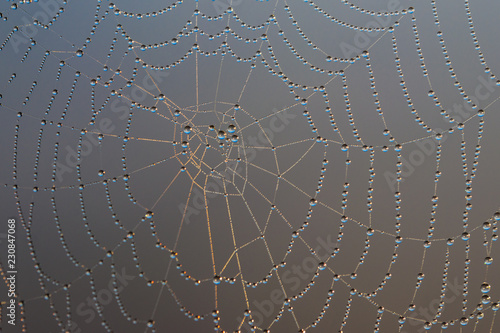 Spider web with dew drops. Cobweb close-up