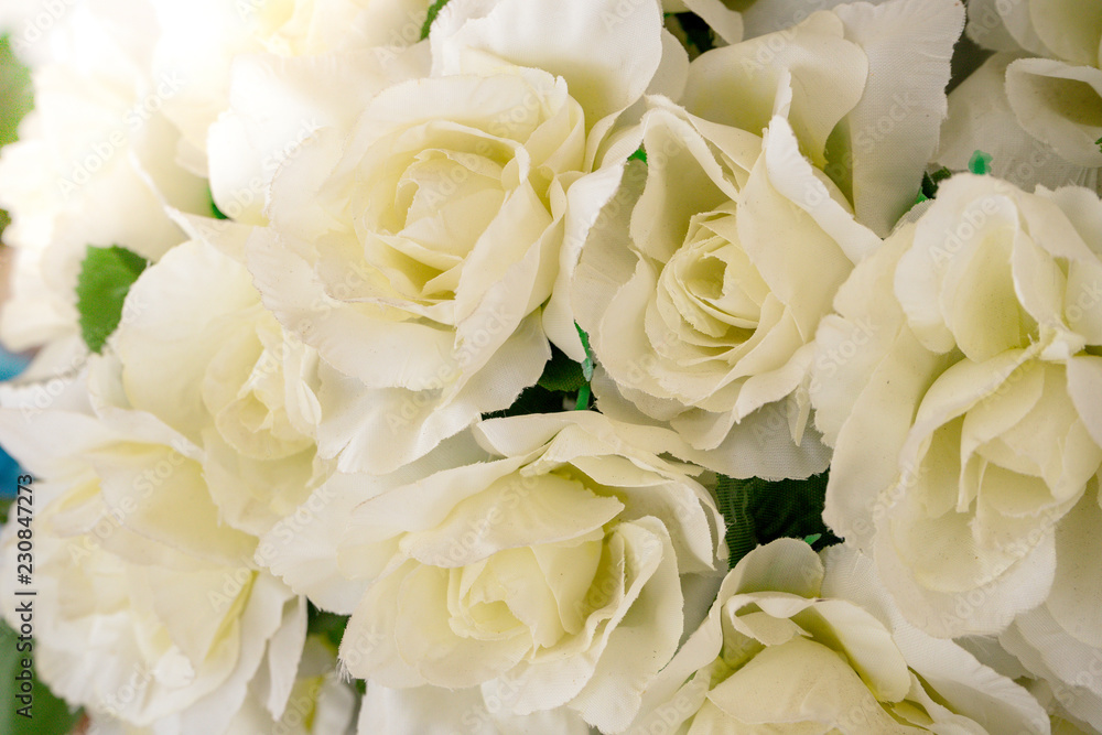 Obraz premium White roses background