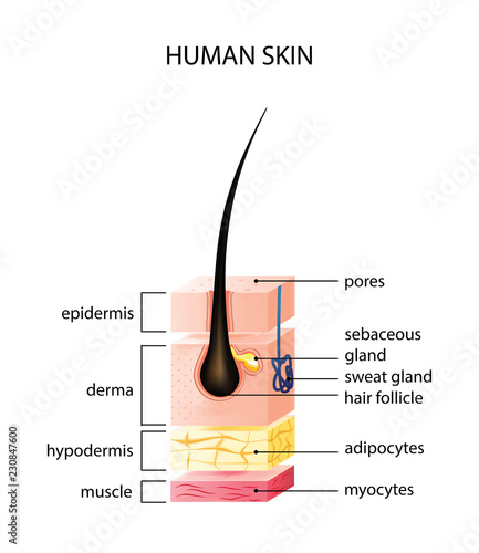 Healthy human skin layer with pores, and muscle tissue medical use, vector illustration