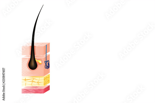 Healthy human skin layer with pores, and muscle tissue medical use, vector illustration