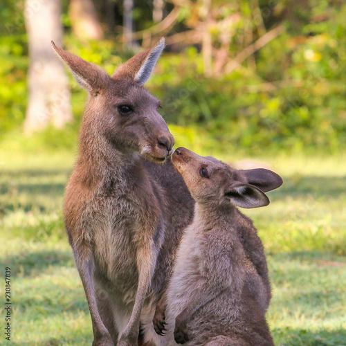 Young kangaroo  kisses mother. Two wallaby in Australia. This is love