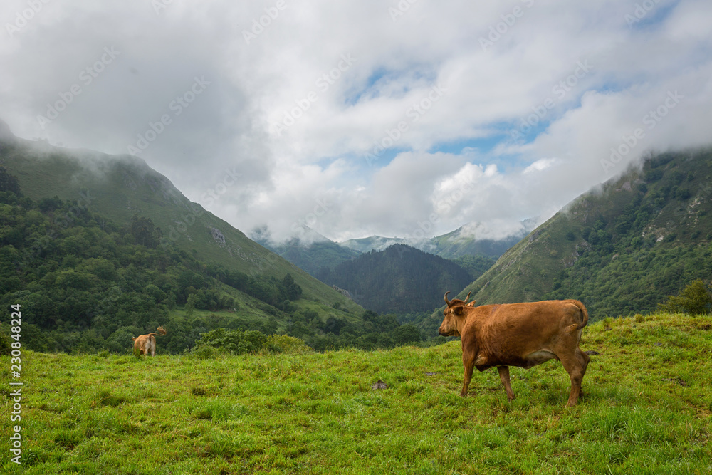 Naklejka premium farm cows