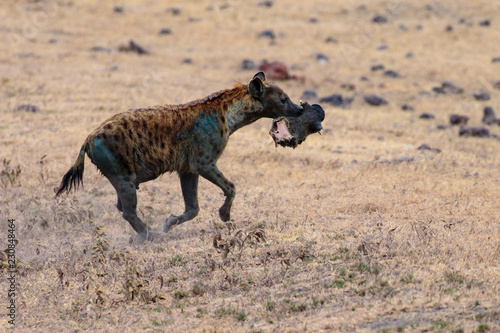 Ngorongoro