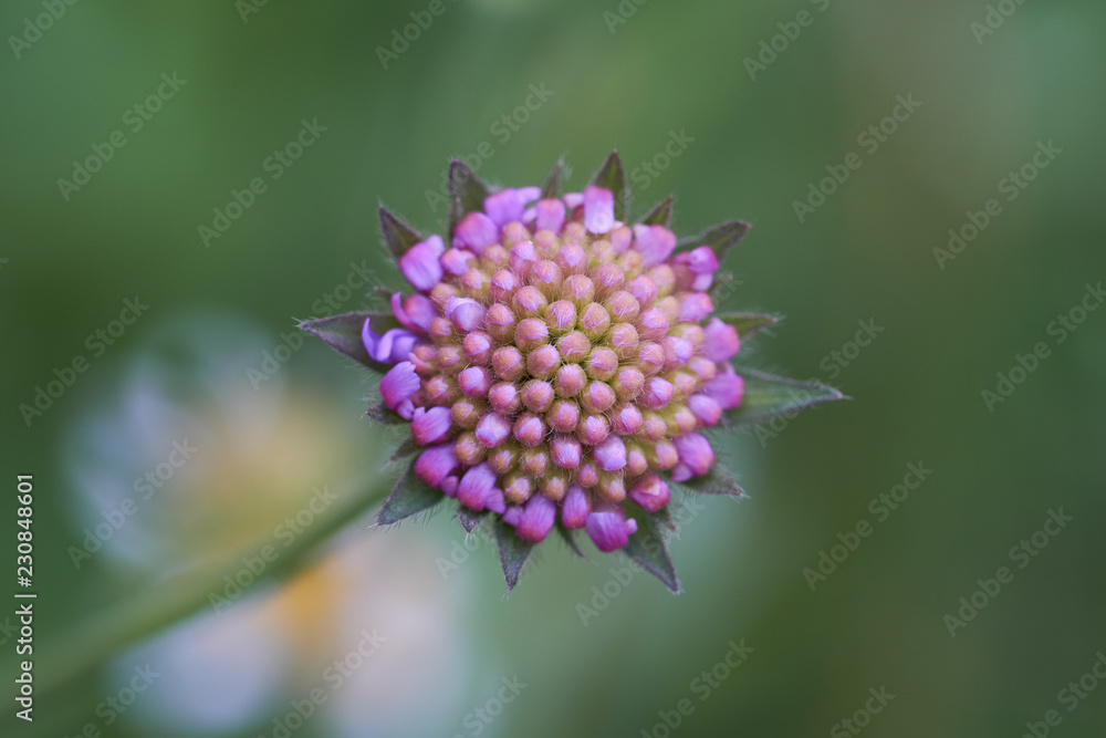 Acker-Witwenblume - Makroaufnahme mit weichem Bokeh Acker-Witwenblume - Makroaufnahme mit weichem Bokeh
