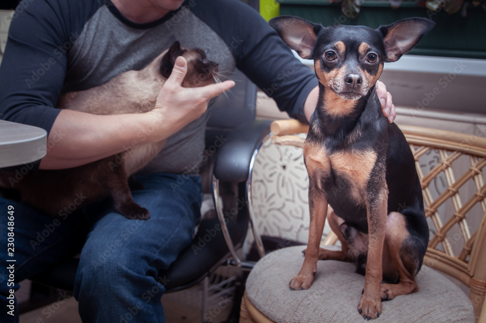Owner plays with the cat and dog, the puppy looks offended at the camera. Lack of attention to the dog concept Owner plays with the cat and dog, the puppy looks offended at the camera. Lack of attention to the dog concept