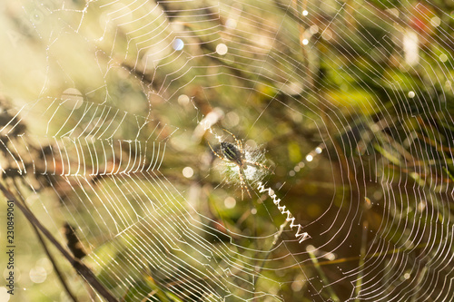 Spider web in the morning