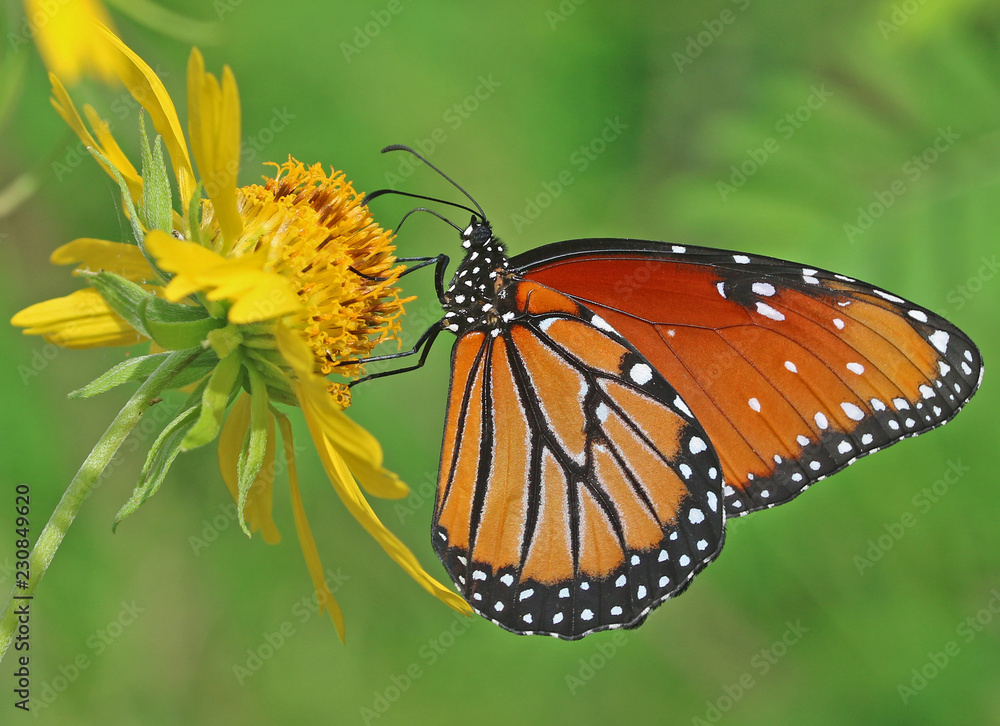 Obraz premium Butterfly on Yellow Flower