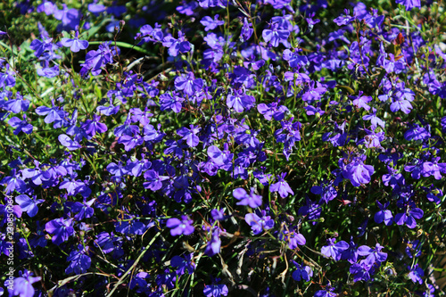 Blue Trailing Lobelia Sapphire flowers. Its Latin name is Lobelia Erinus Sapphire. Also called Edging Lobelia  Garden Lobelia