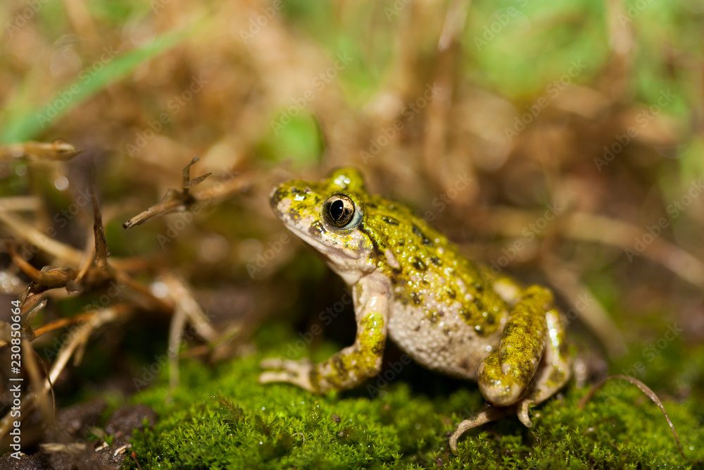pelodytes ibericus, toad pelodytes ibericus, toad