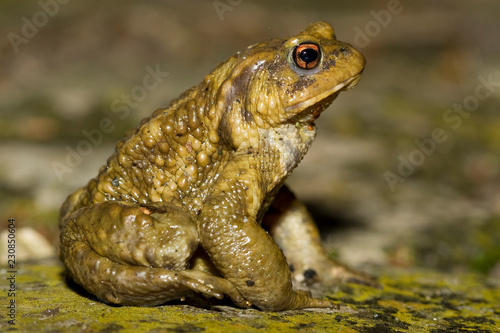 bufo bufo, toad crapaud commun photo