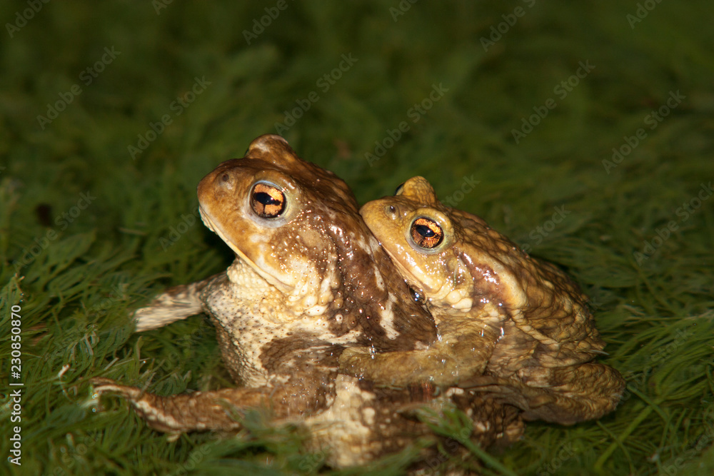 Amplexus de bufo bufo, reproduction toad crapaud commun Amplexus de bufo bufo, reproduction toad crapaud commun