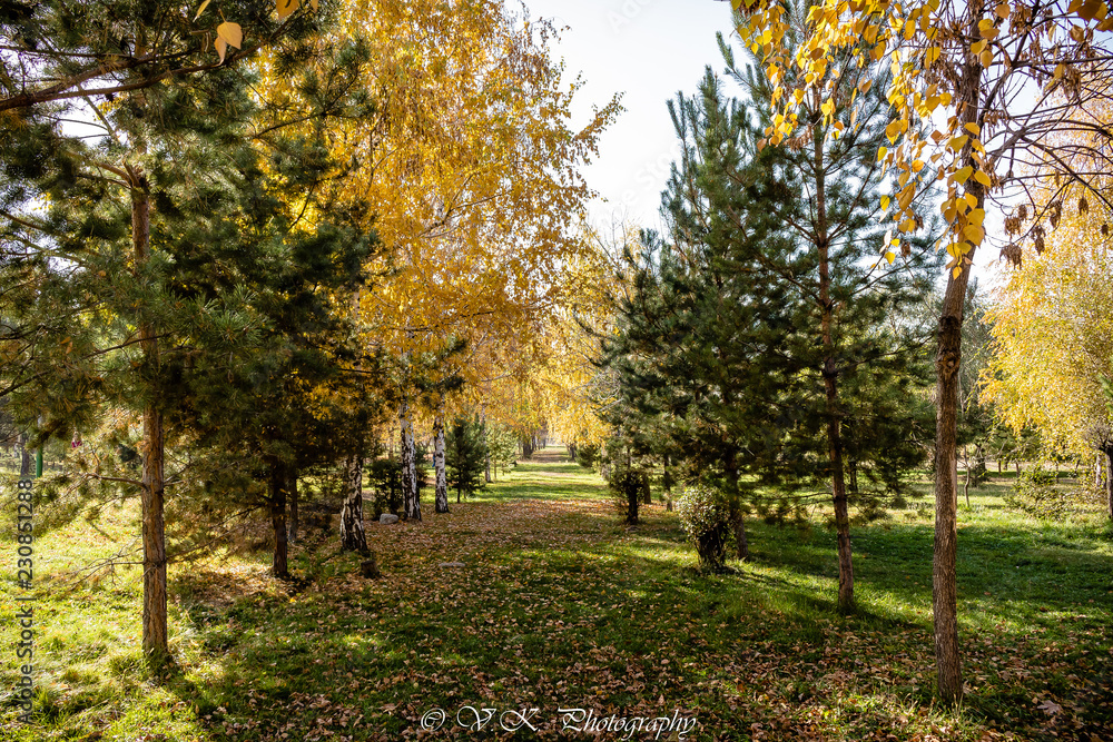 Naklejka premium autumn in the park