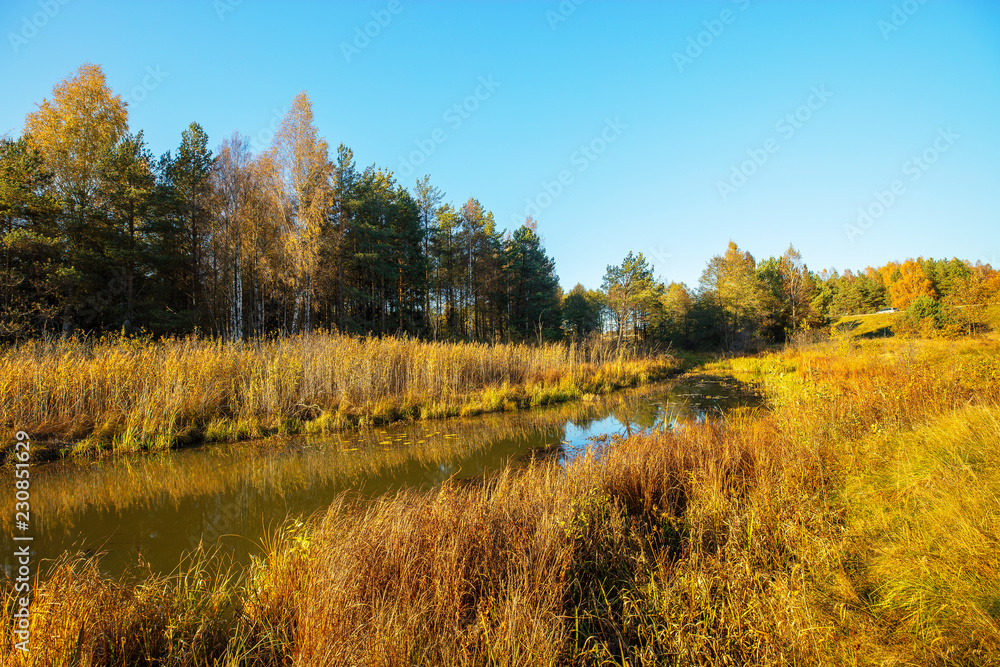 Autumn landscape - river and pines