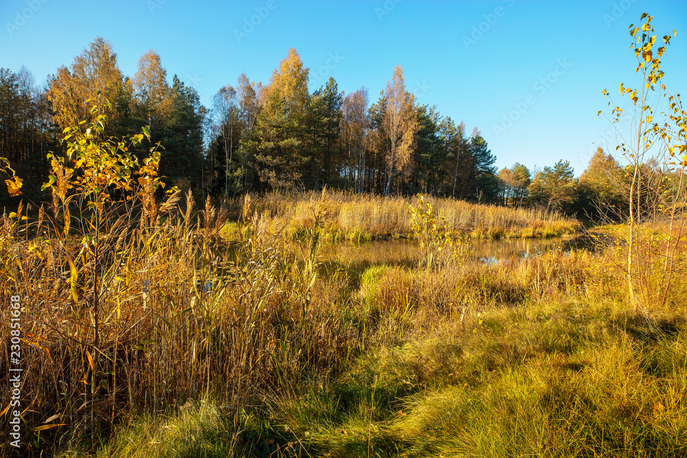 Fototapeta premium Autumn landscape