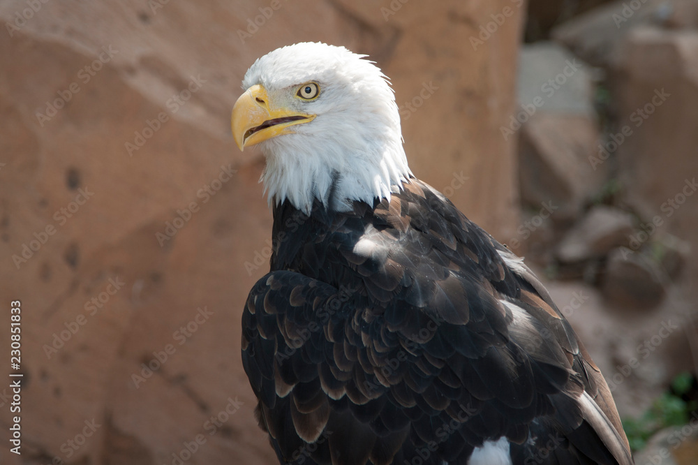 Obraz premium Птица/Bird