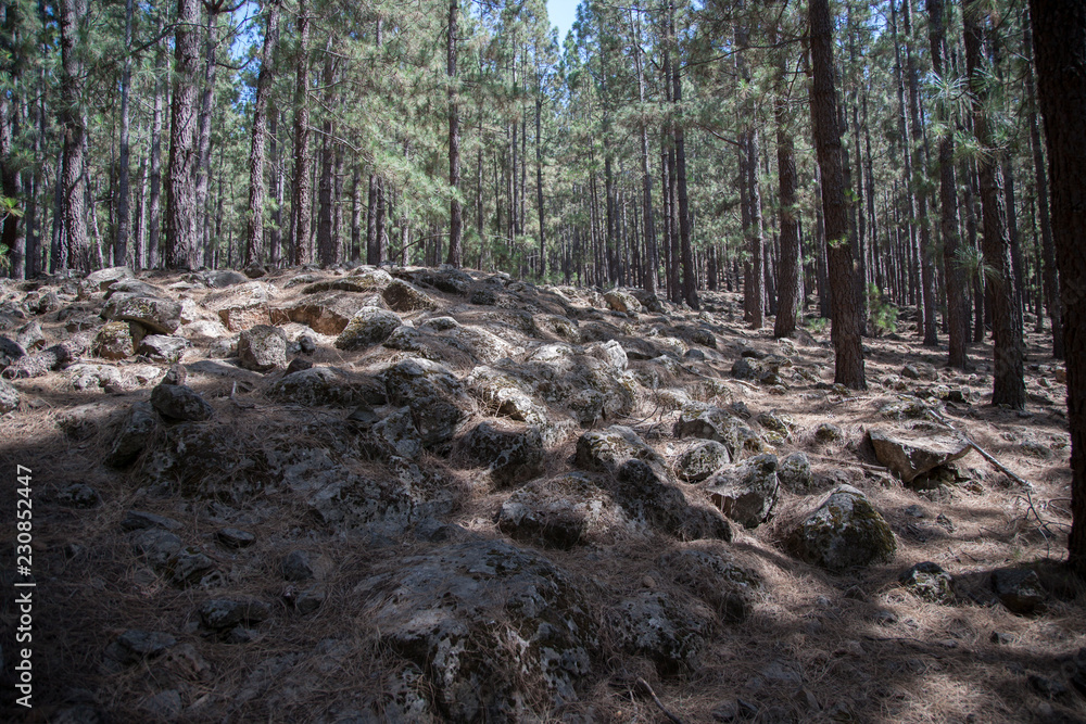 Лес/Forest Лес/Forest