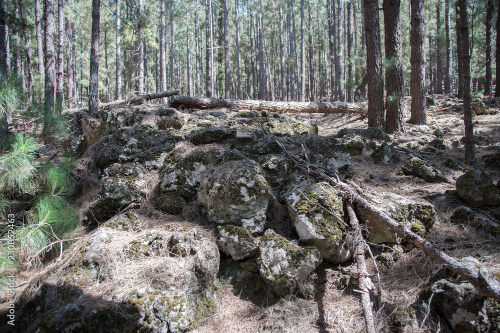 Лес/Forest Лес/Forest