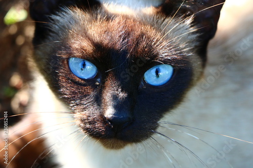 Thai cat Sima
