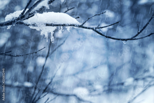 Melted snow with icicles on tree branch in rainy weather