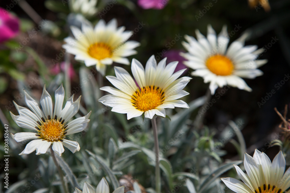 Fototapeta premium Цветы/Flowers