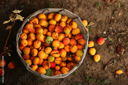 apricot fruit