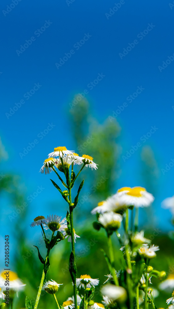 полевые цветы, луговые цветы, летние цветы, ромашки на фоне синего неба  Stock Photo | Adobe Stock