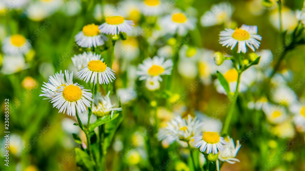 полевые цветы, луговые цветы, летние цветы, ромашки Stock Photo | Adobe  Stock