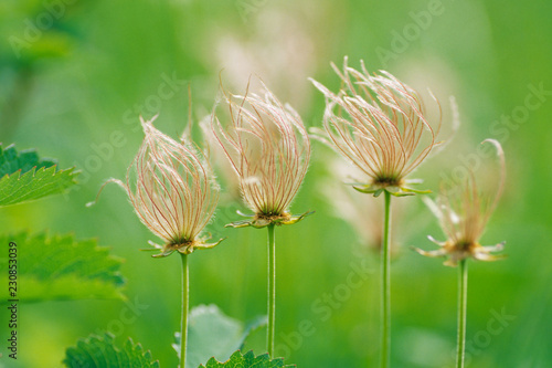 Geum pentapetalum fluttering in the wind. - 風になびくチングルマ photo