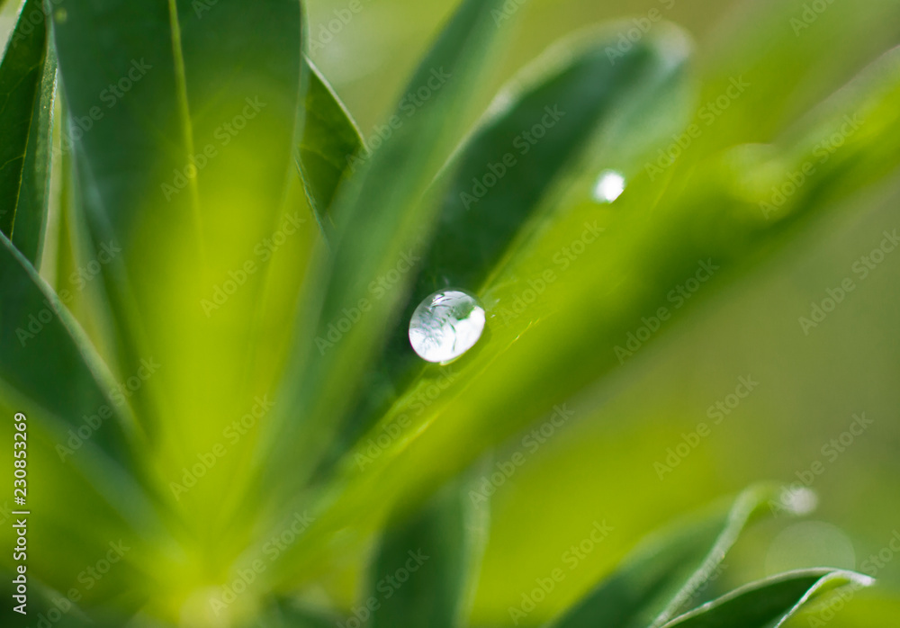 A drop of morning dew on green leaves - delicate macro photo A drop of morning dew on green leaves - delicate macro photo