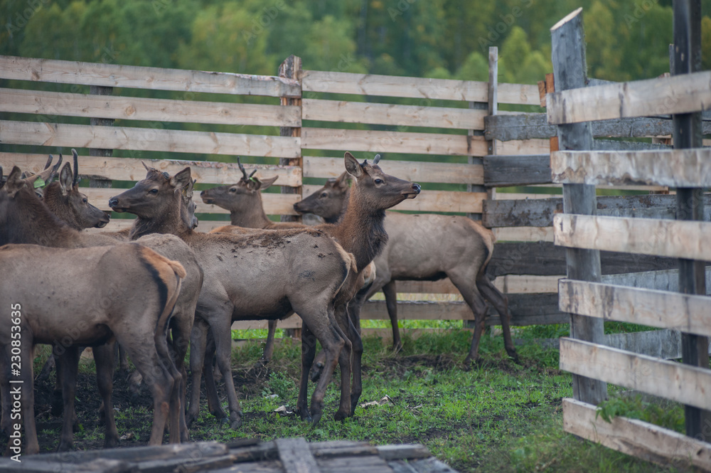 Domesticated deers marals on farm in Altay Domesticated deers marals on farm in Altay